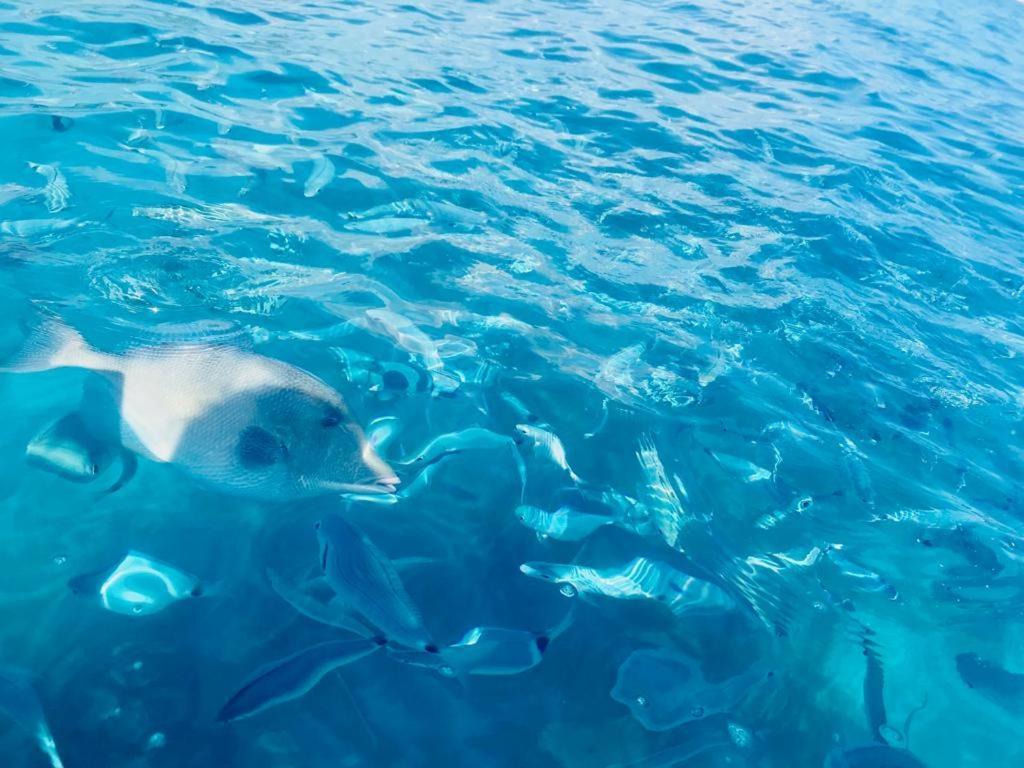 Villino Mari Pintau Best Vacation Ever Geremeas Luaran gambar